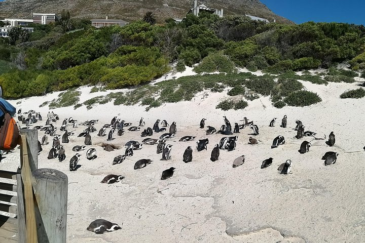 Boulders Penguin Colony 